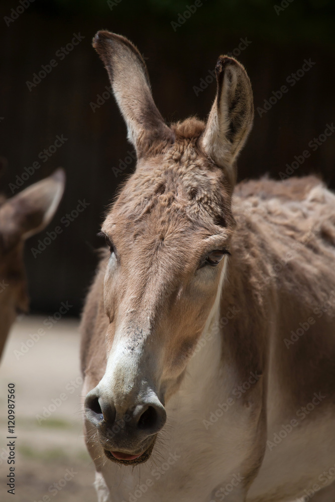Persian onager (Equus hemionus onager).