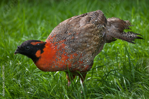 Satyr tragopan (Tragopan satyra) photo