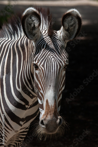 Grevy s zebra  Equus grevyi .
