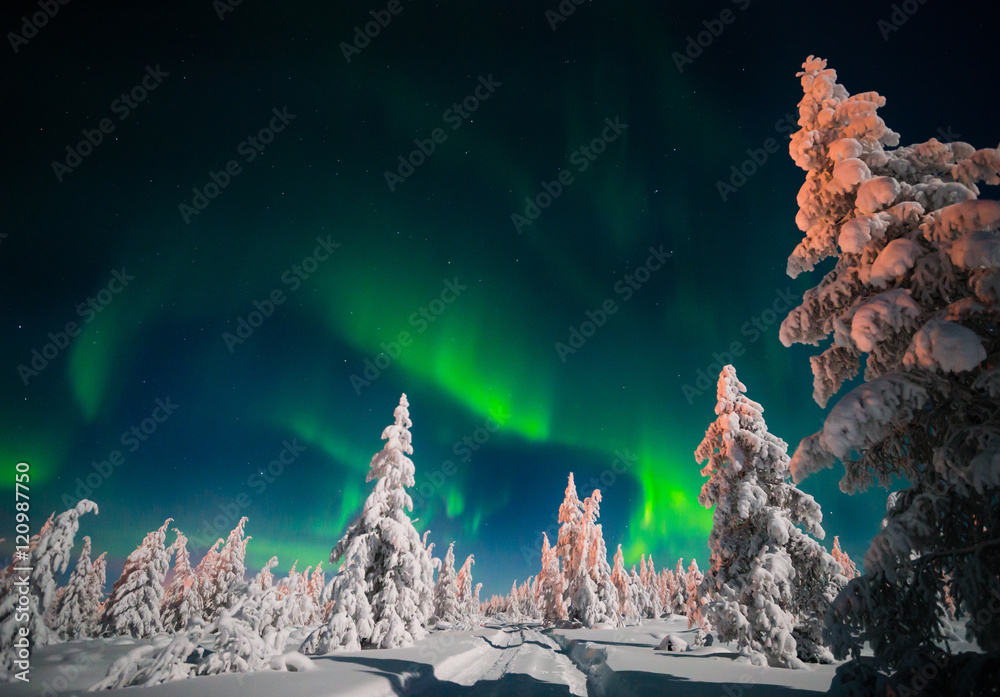 Winter night landscape with forest, road and polar light over the trees. 
