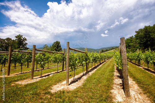 Vineyard rows of grapes growing. Close up