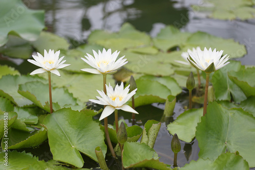 White Lotus flower bloom in pond water lily in the public park.