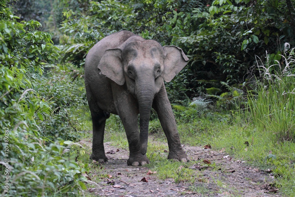 Borneo Pygmy Elephant (Elephas maximus borneensis) in Borneo, Malaysia