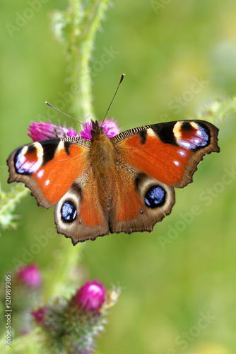 Peacock butterfly © heitipaves