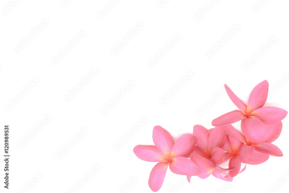 red Frangipani flower isolated on white background, Selective focus with text space on frame red Frangipani flower isolated on white background, Selective focus with text space on frame