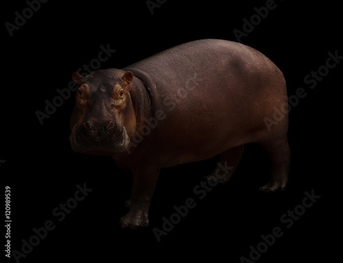 hippopotamus in the dark background
