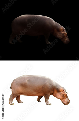 hippopotamus on dark and white background