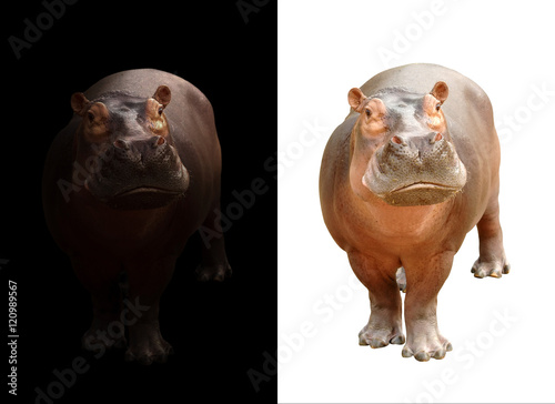 Canvastavla hippopotamus on dark and white background