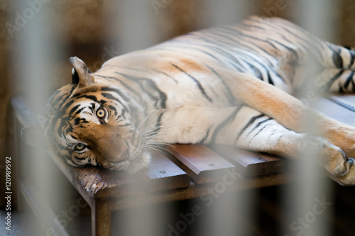 Quadro em tela tiger in a zoo cage