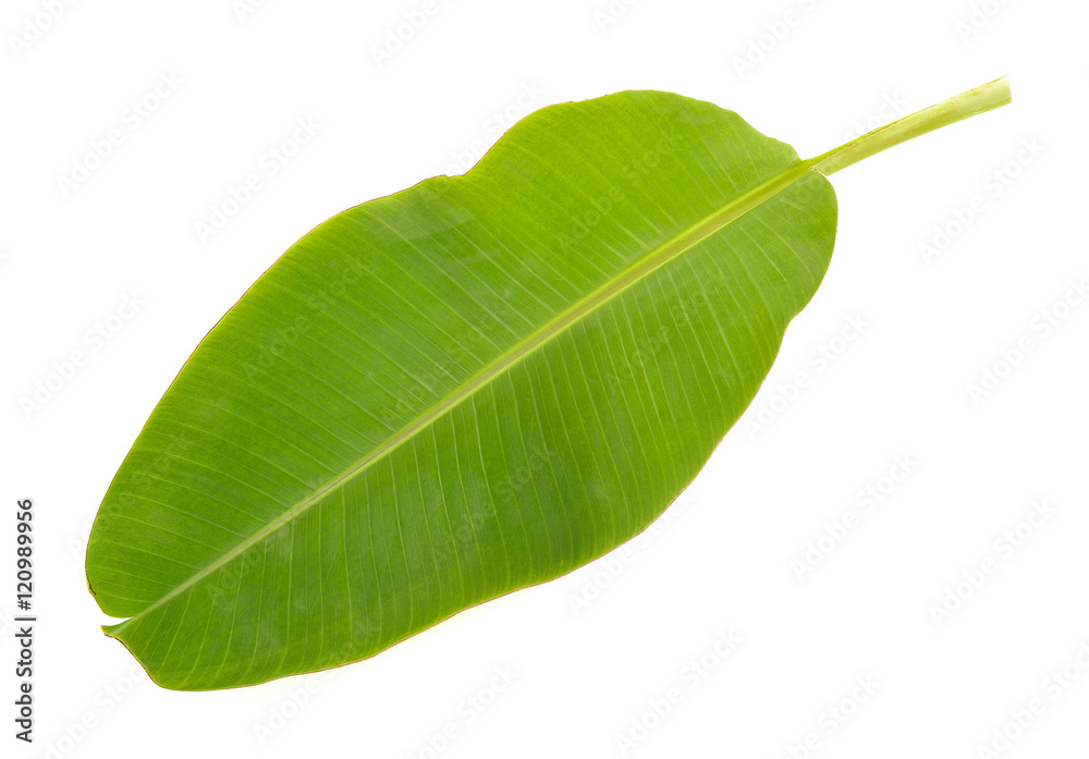 Obraz premium fresh whole banana leaf isolated on white background