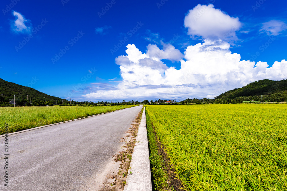 Rice field road, paddy fields, blue sky. Okinawa, Japan, Asia.