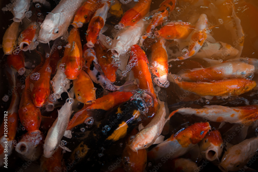Koi fish in the pond Koi fish in the pond