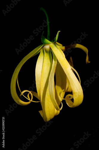 Kananga or Ylang ylang flower isolated on black