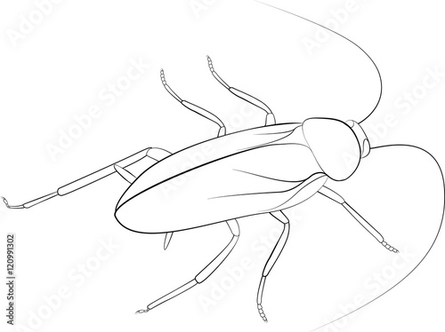 Cockroach sketch black monohrome color isolated on white background
