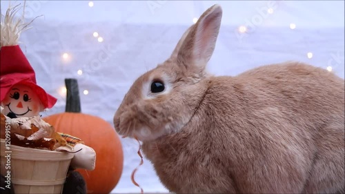 Rufus colored Rabbit eats carrot twist next to a pumpkin and scarecrow basket photo