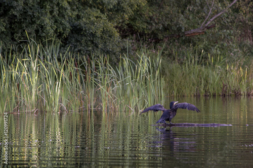 Phalacrocorax carbo great cormorants flying over the lake