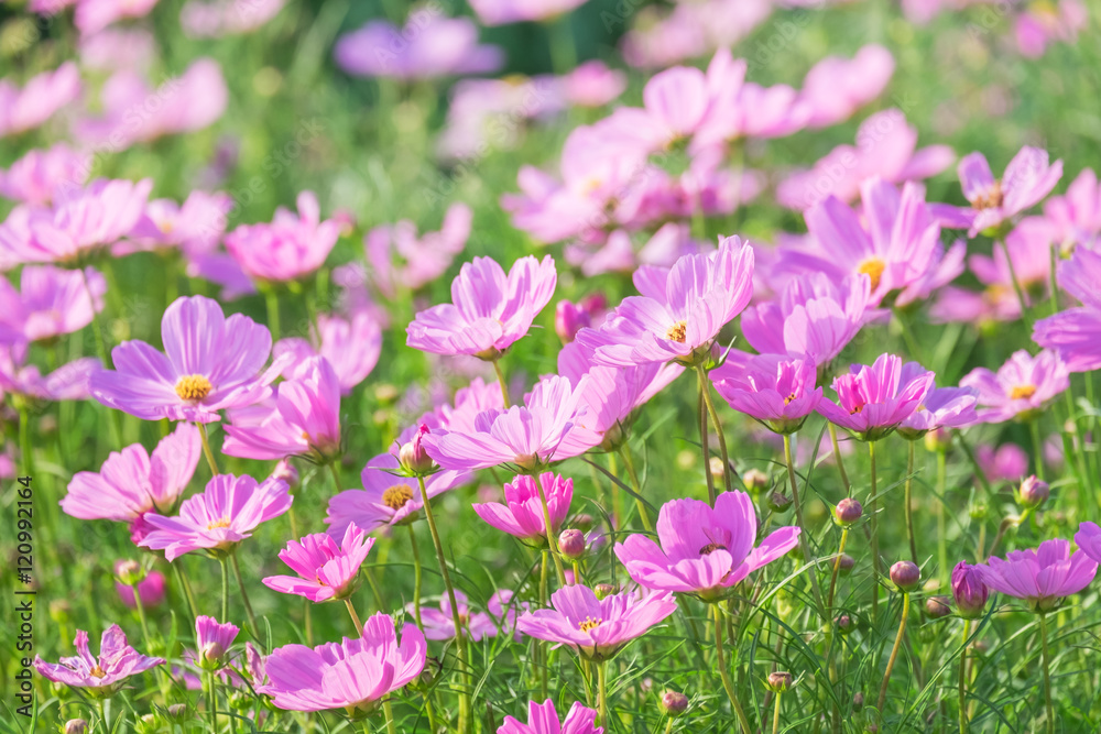 Cosmos flowers summer. Cosmos flowers summer.