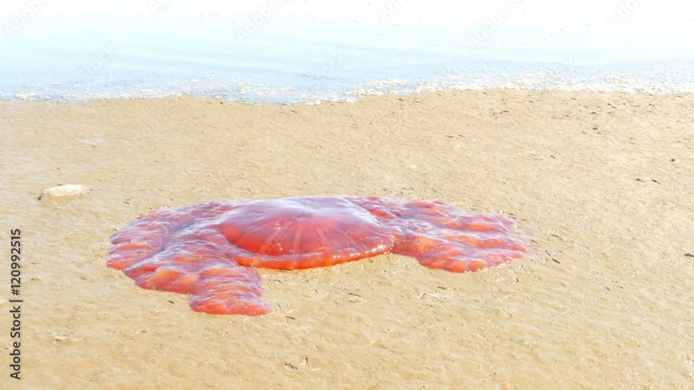 dead jellyfish on a sandy beach dead jellyfish on a sandy beach