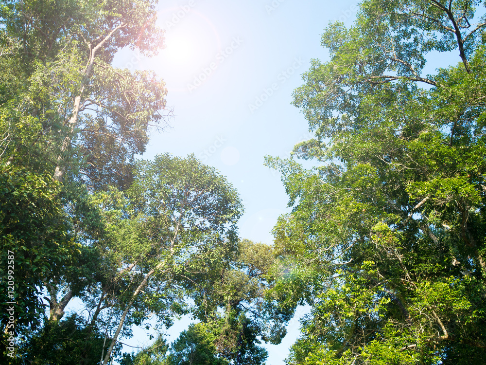 Obraz premium Tree. Perspective unique nature green leave view from under big green tree. Natural and environment concept.