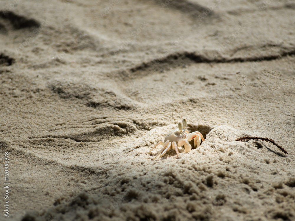 Local white crab on beach. 