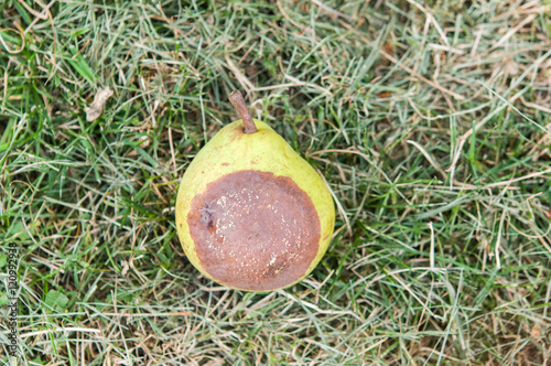 rotten pears on straw photo