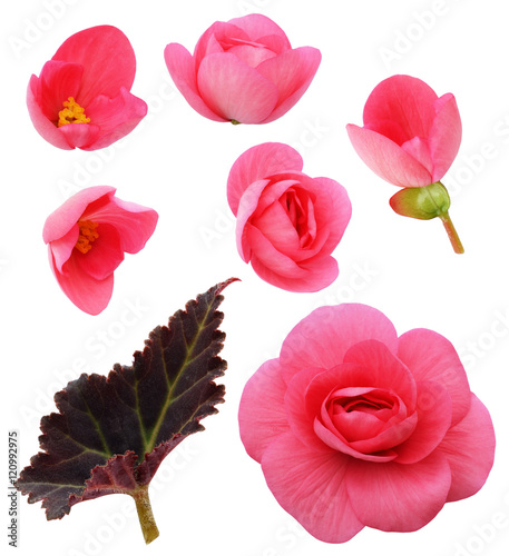 Canvas-taulu Set of pink begonia flowers, buds and a leaf