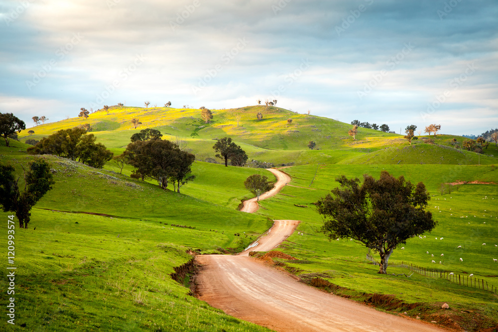 Fototapeta premium Australian countryside
