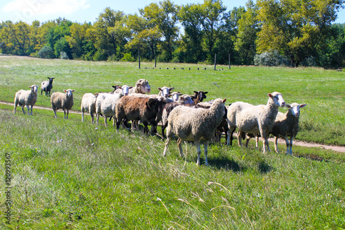 Flock of sheep