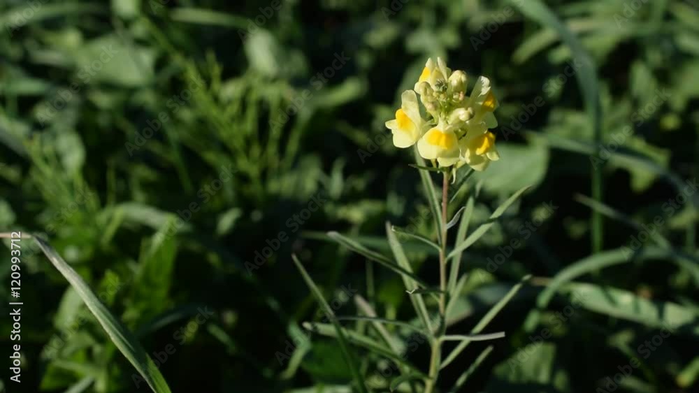 Linaria vulgaris. Yellow Toadflax blooming in grassland in a field or meadow Linaria vulgaris. Yellow Toadflax blooming in grassland in a field or meadow