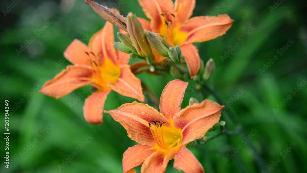 Orange lily in drops of water after rain Orange lily in drops of water after rain