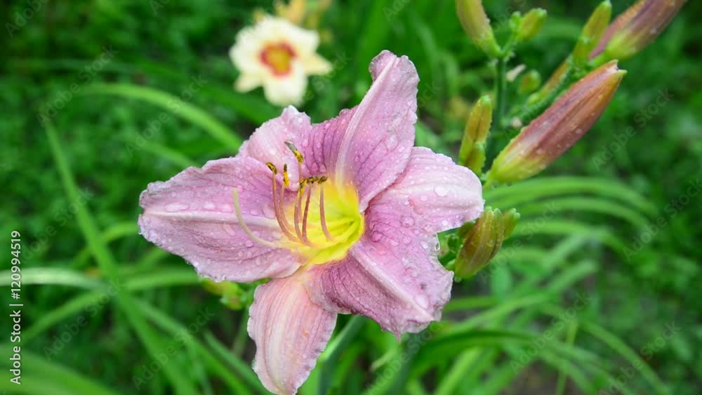 Beautiful lilac lily in drops of water after rain Beautiful lilac lily in drops of water after rain