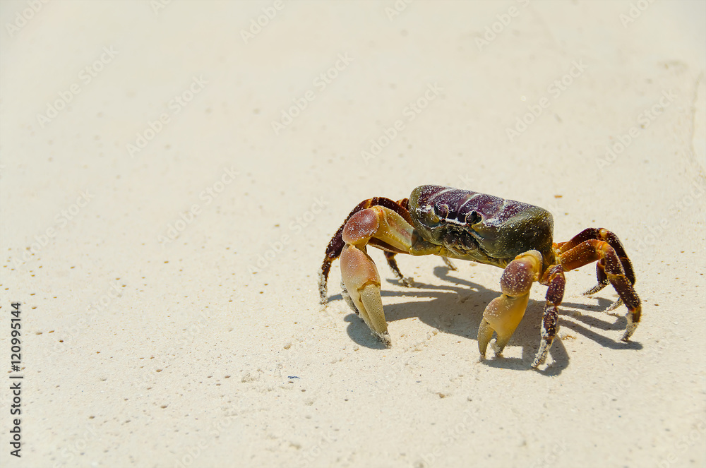 crab on the beach , koh tachai , thailand crab on the beach , koh tachai , thailand