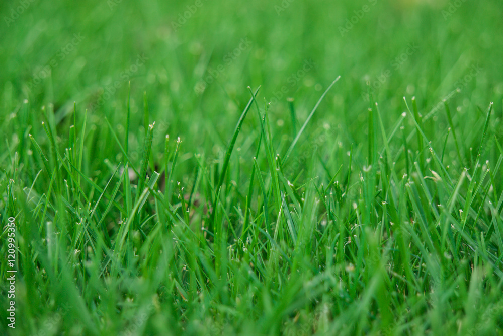 texture of green grass, green color background