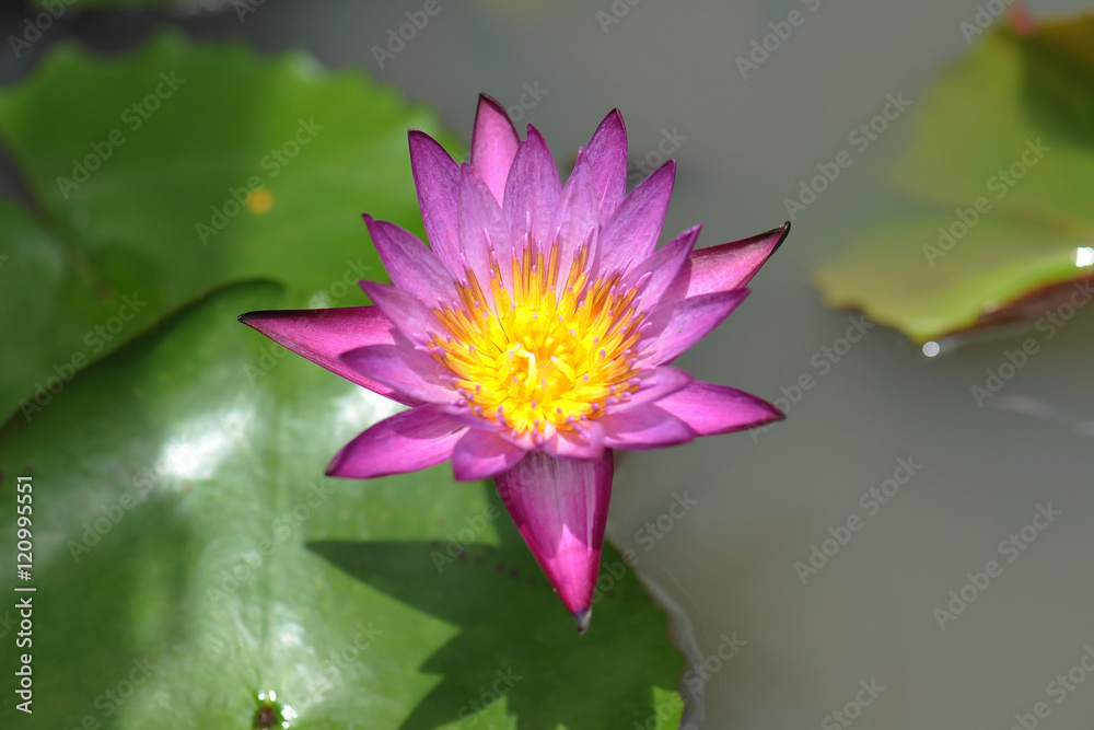 lotus blossoms or water lily flowers blooming on pond lotus blossoms or water lily flowers blooming on pond