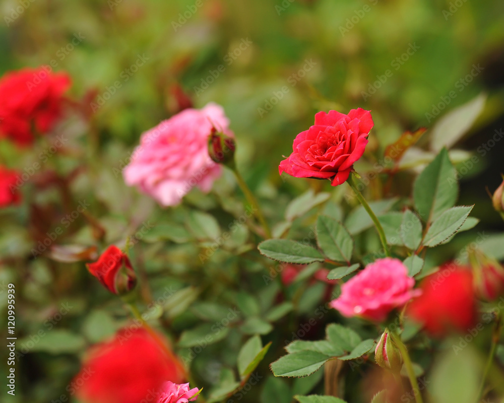 field of roses (Rosaceae) and blur background field of roses (Rosaceae) and blur background