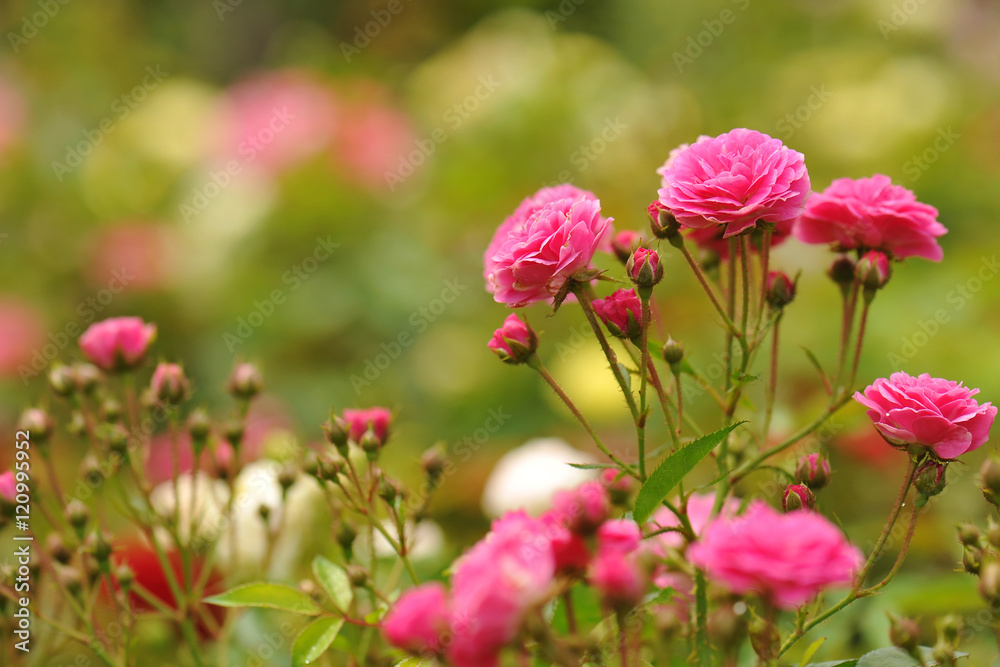 field of roses (Rosaceae) and blur background