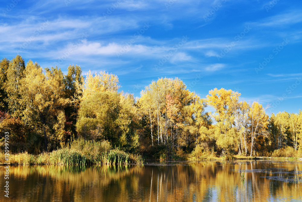 Poplar trees with yellow leaves reflected in the water Poplar trees with yellow leaves reflected in the water