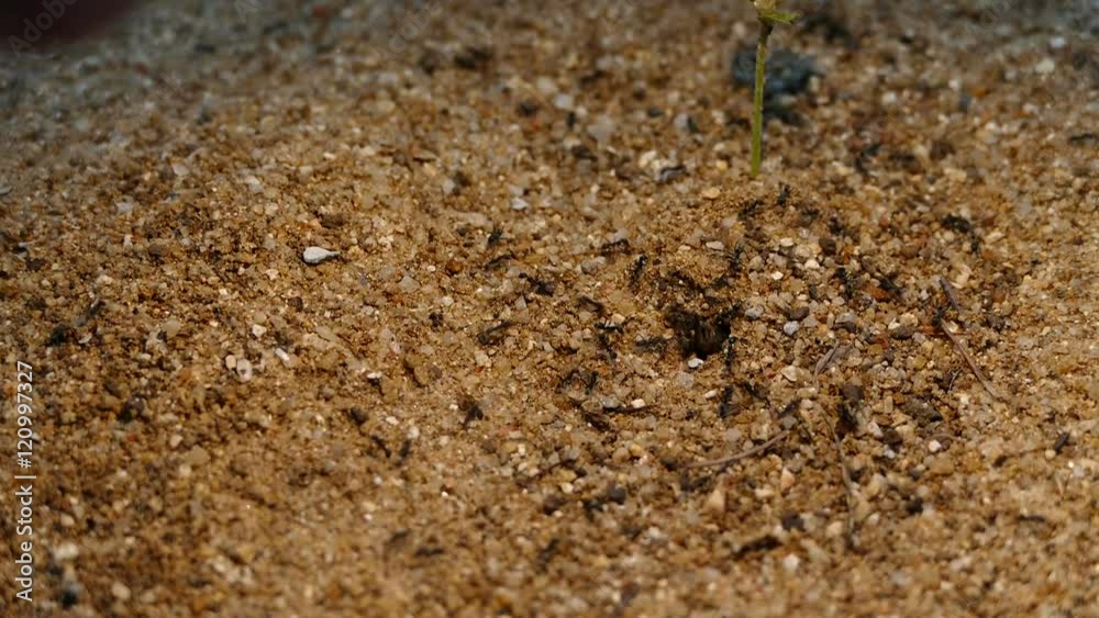 Thousands of black ants running on the ground:FullHD Thousands of black ants running on the ground:FullHD