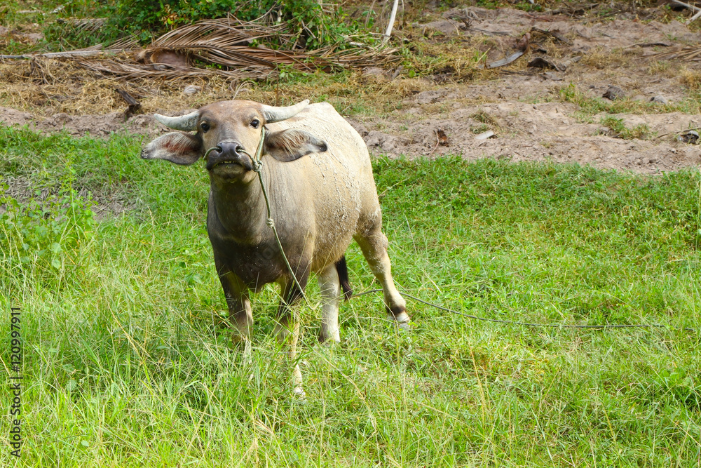Thai buffalo Thai buffalo