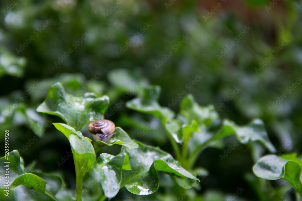 snail on wet green leaves, low key, selective focus, after rain snail on wet green leaves, low key, selective focus, after rain