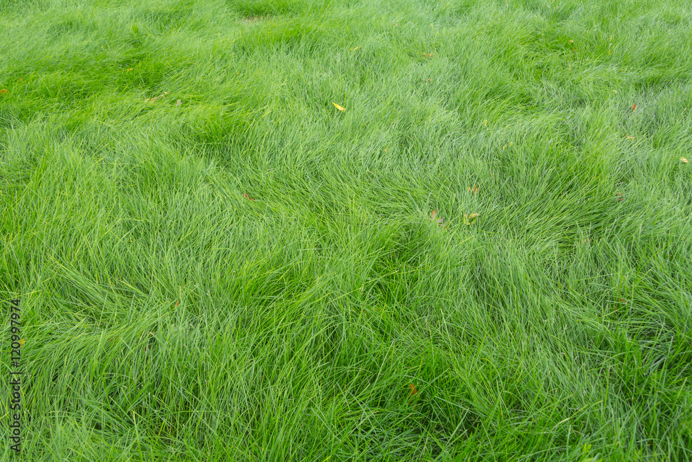 green grass selective focus