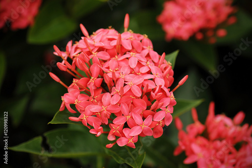 Ixora is a genus of flowering plants in the Rubiaceae family