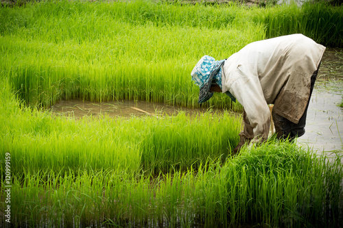 Thai farmer lifes