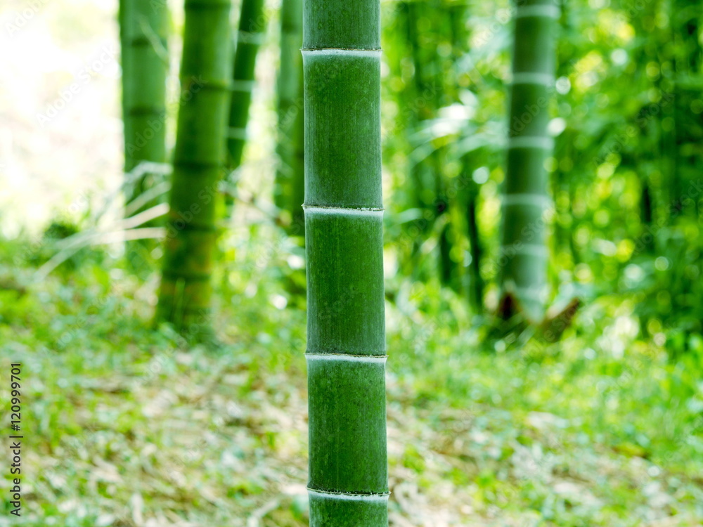 竹　夏の風景