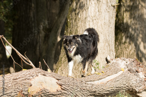 Australian Shepherd Hund balanciert über einen Baumstamm