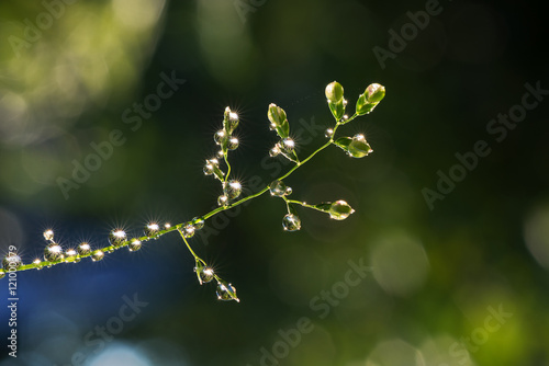 Photos Fresh grass with dew drops and Sun beams