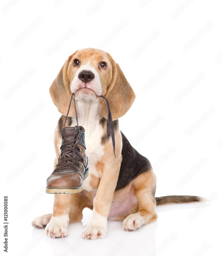 Puppy holds shoes in his mouth. Isolated on white background