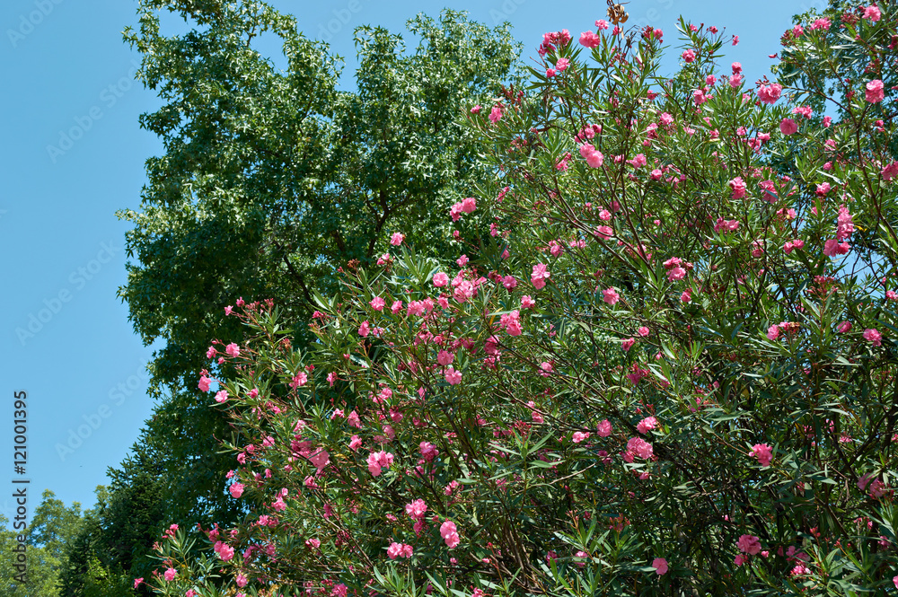 Flowering plant oleander on blue sky Flowering plant oleander on blue sky