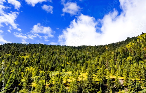 pine forest in a sunshine day of autumn  China