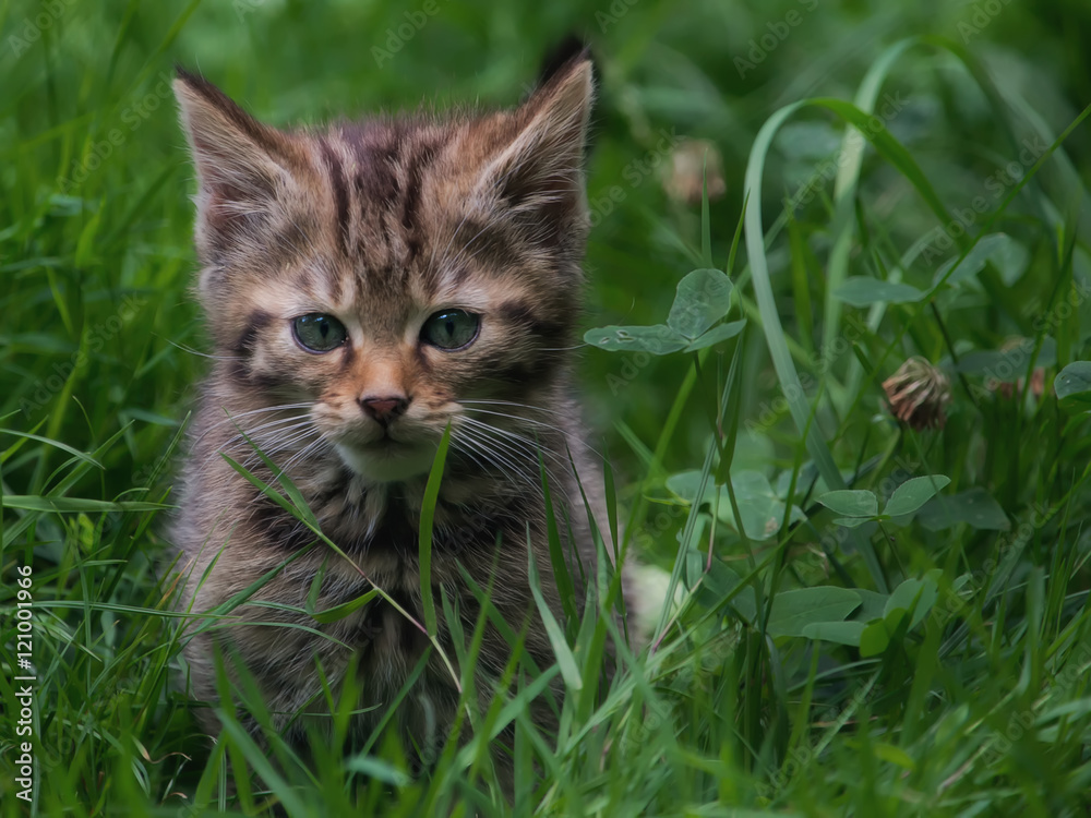 Wildcat kitten in the grass